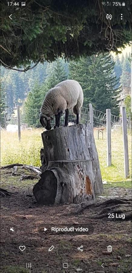 La Casa Di Grace Nella Valle Incantantata Carano  Exteriör bild